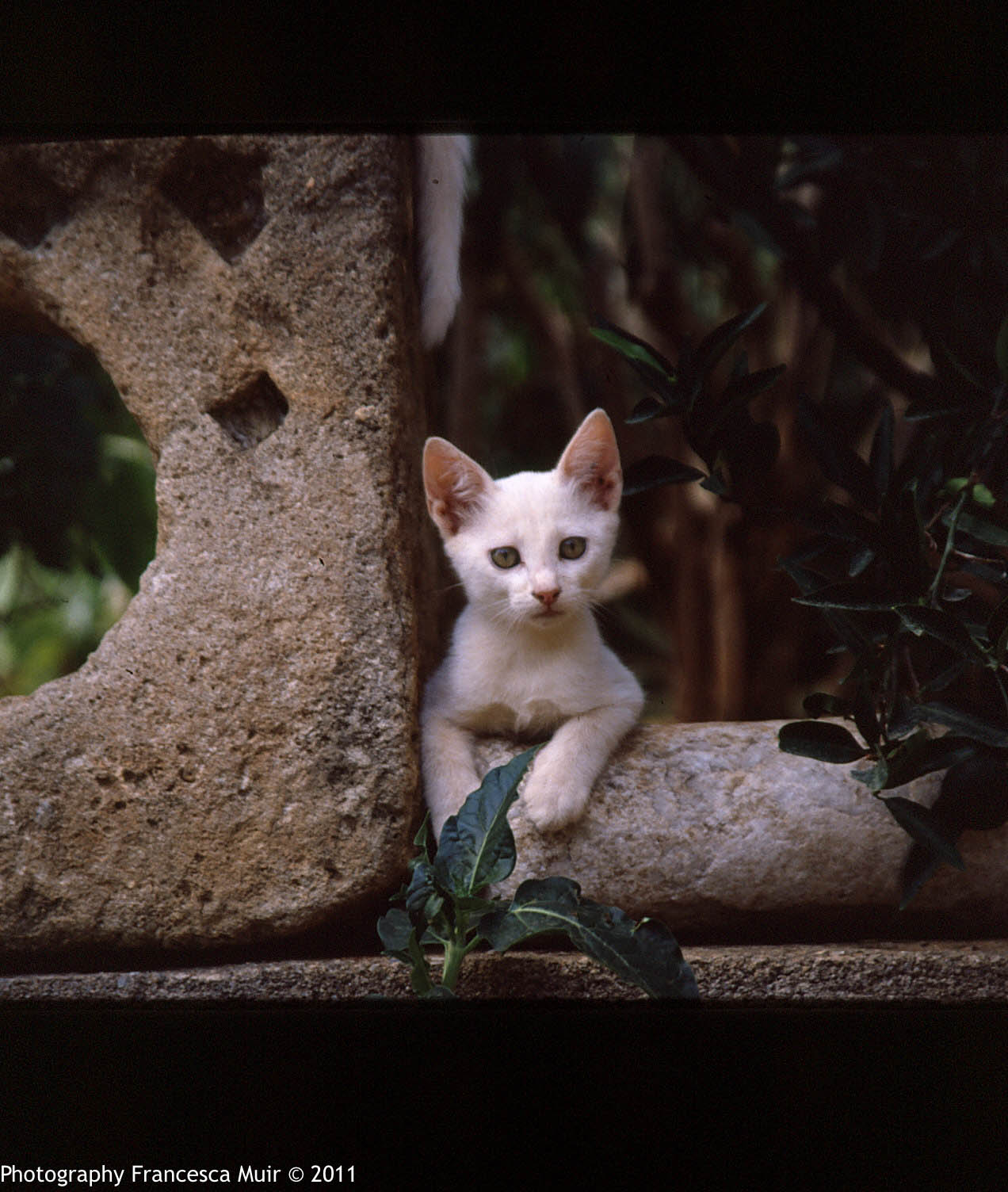 Cretan+Cats_0004.jpg