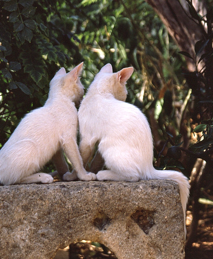 Cretan Cats_0002